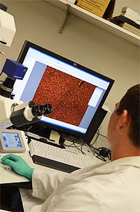 Researcher looking at results on computer and microscope